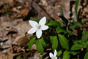 2025-04306842 Broad Meadow Brook, MA